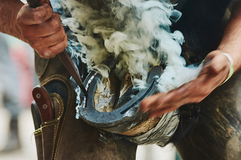 Farriery craftsmanship in action